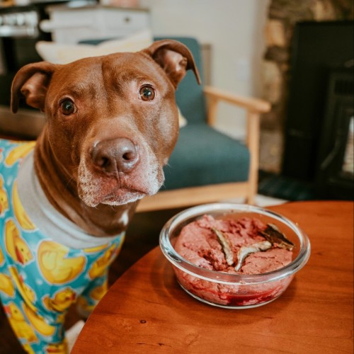 dog food for pitbulls