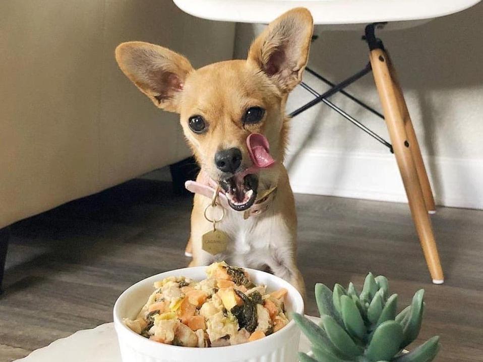 The 10 Very Best Dog Foods