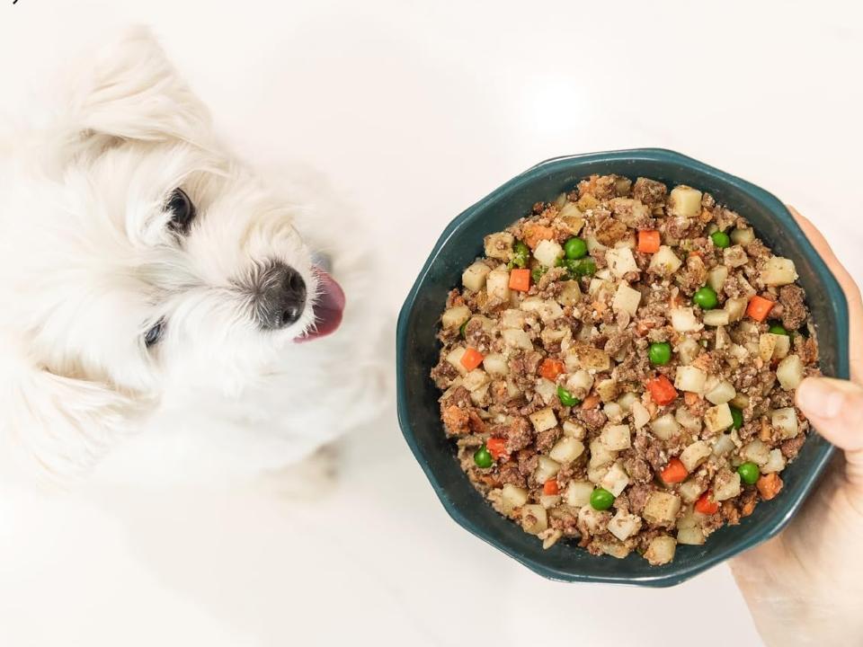 The 10 Very Best Dog Foods